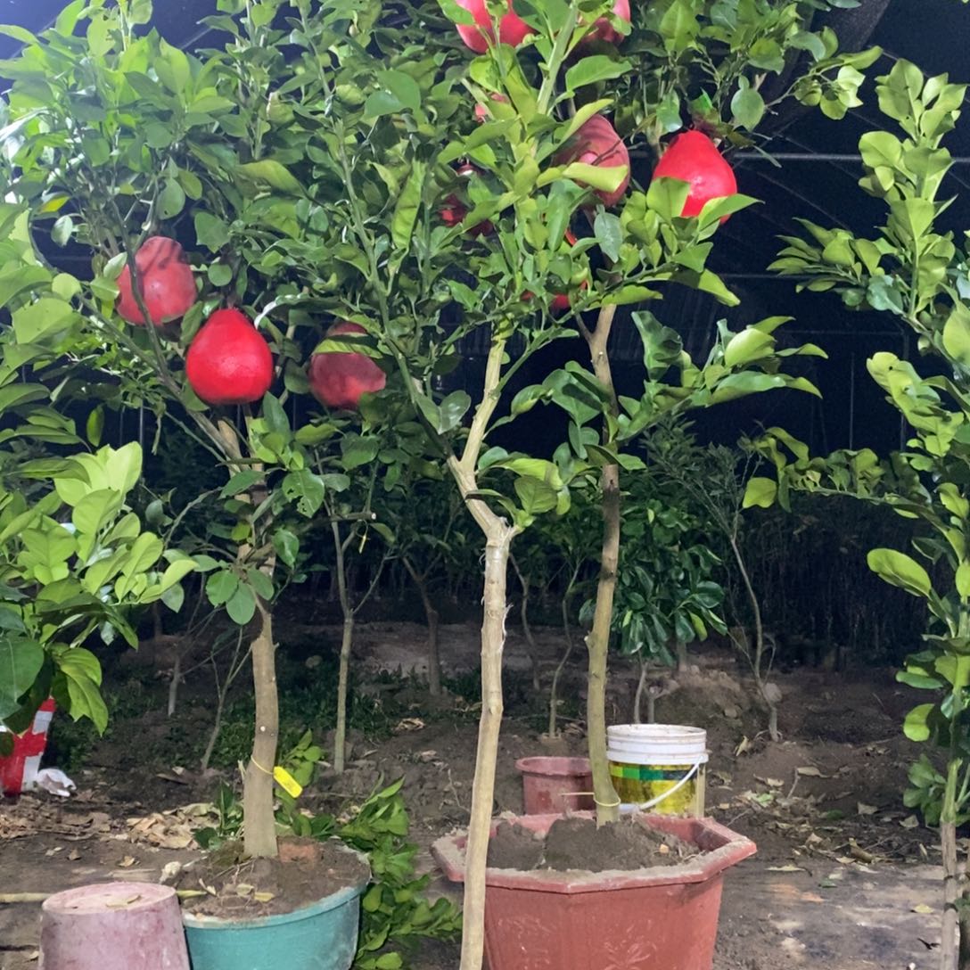 笑****红柚高杆精品大苗