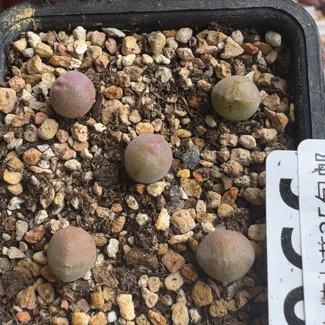 G049大眼睛空蝉一年多肉