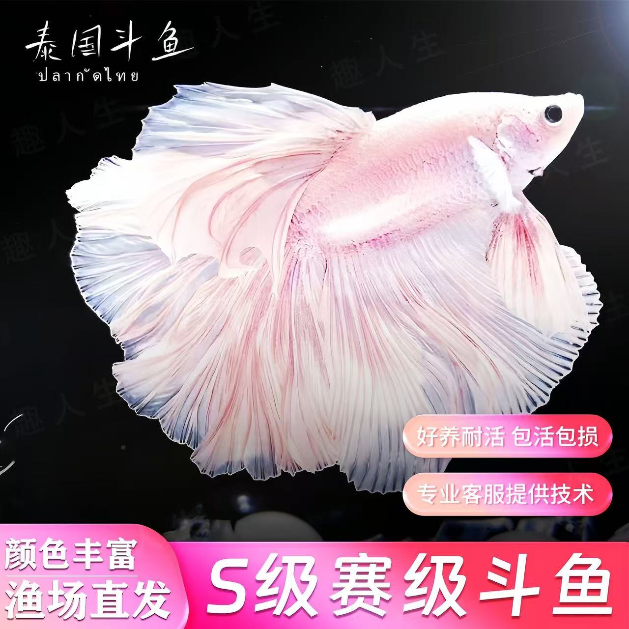 泰国斗鱼斗鱼纯白半月仙女款观赏鱼小型宠物热带鱼淡水鱼宠物鱼