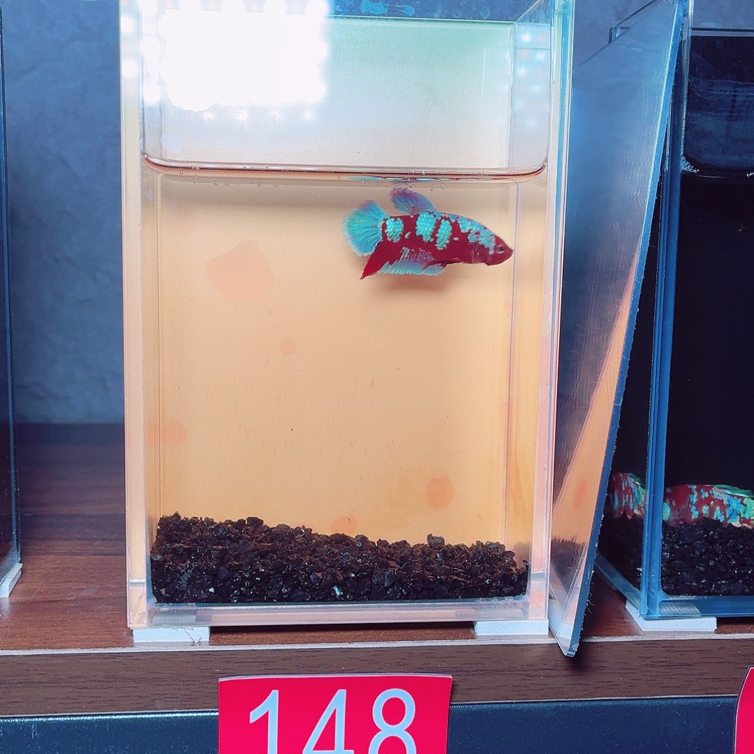 斗鱼彩金将军公鱼