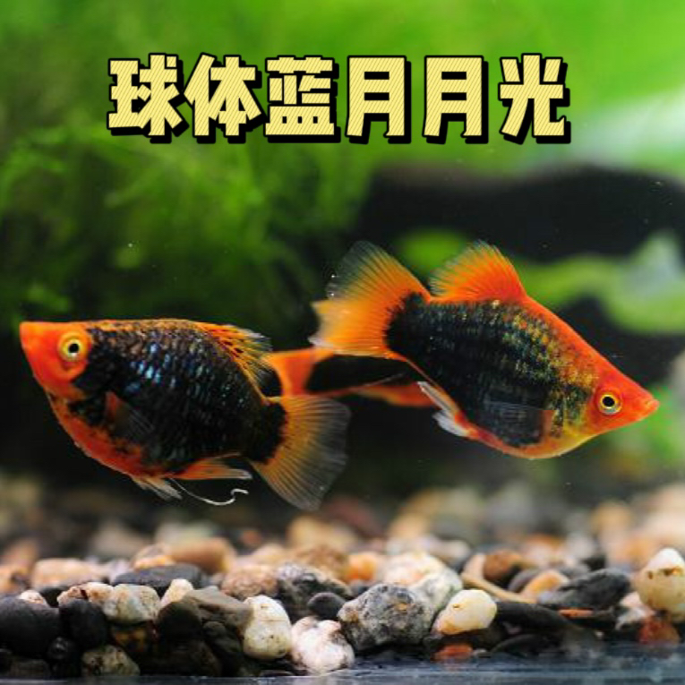 球体蓝月光鱼观赏鱼4条装（任意拼三单发货）