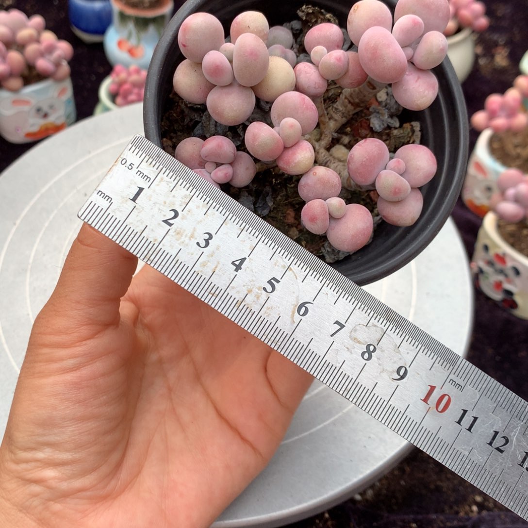 41号不带盆偏远的不包邮的