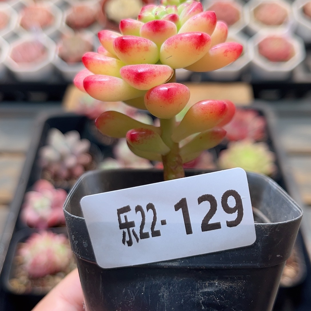 乐22-129 香格里拉 