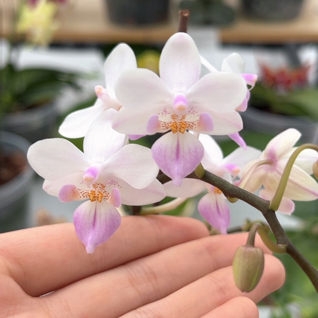 完全开放2.8寸樱花雨开花株
