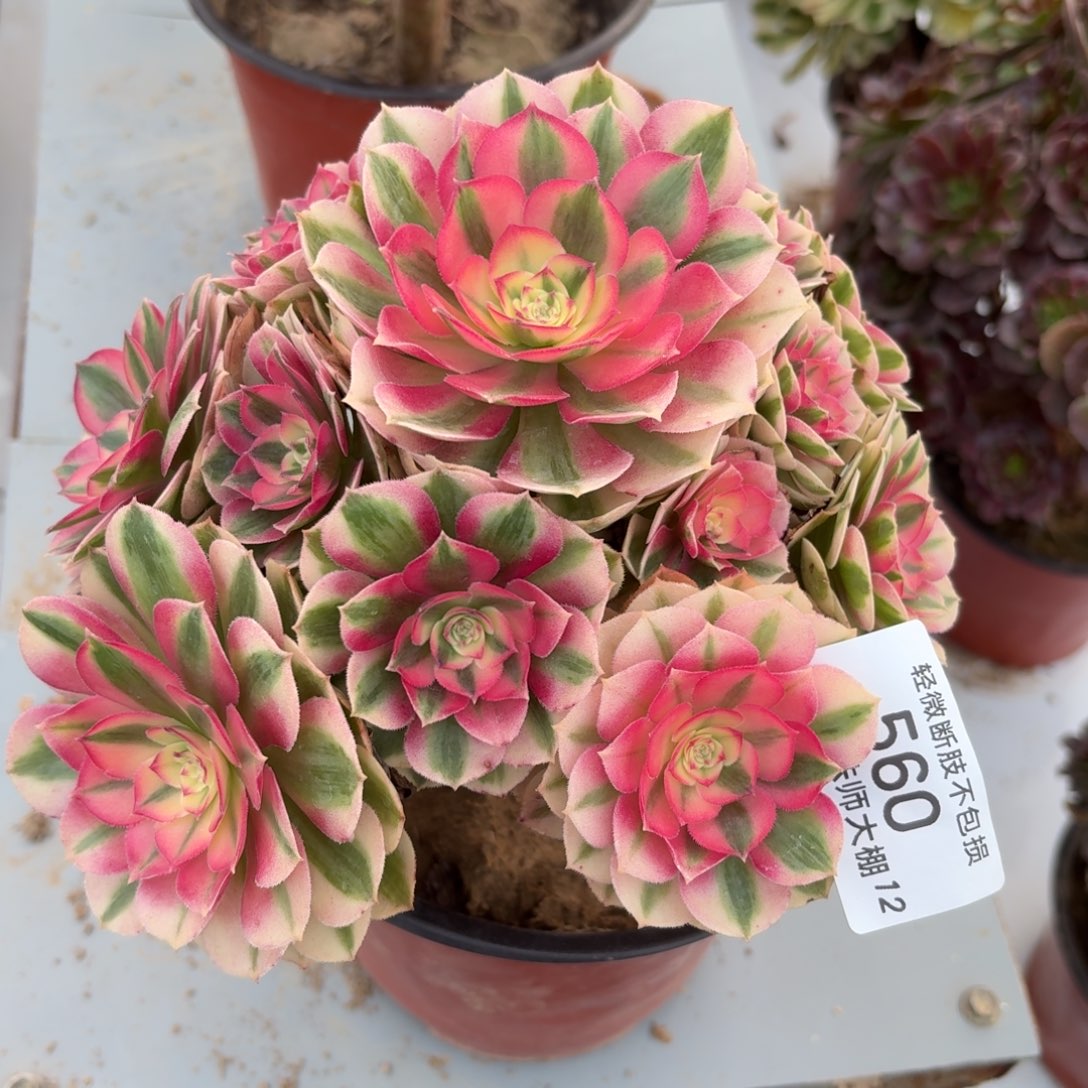 560倾城多肉植物法师