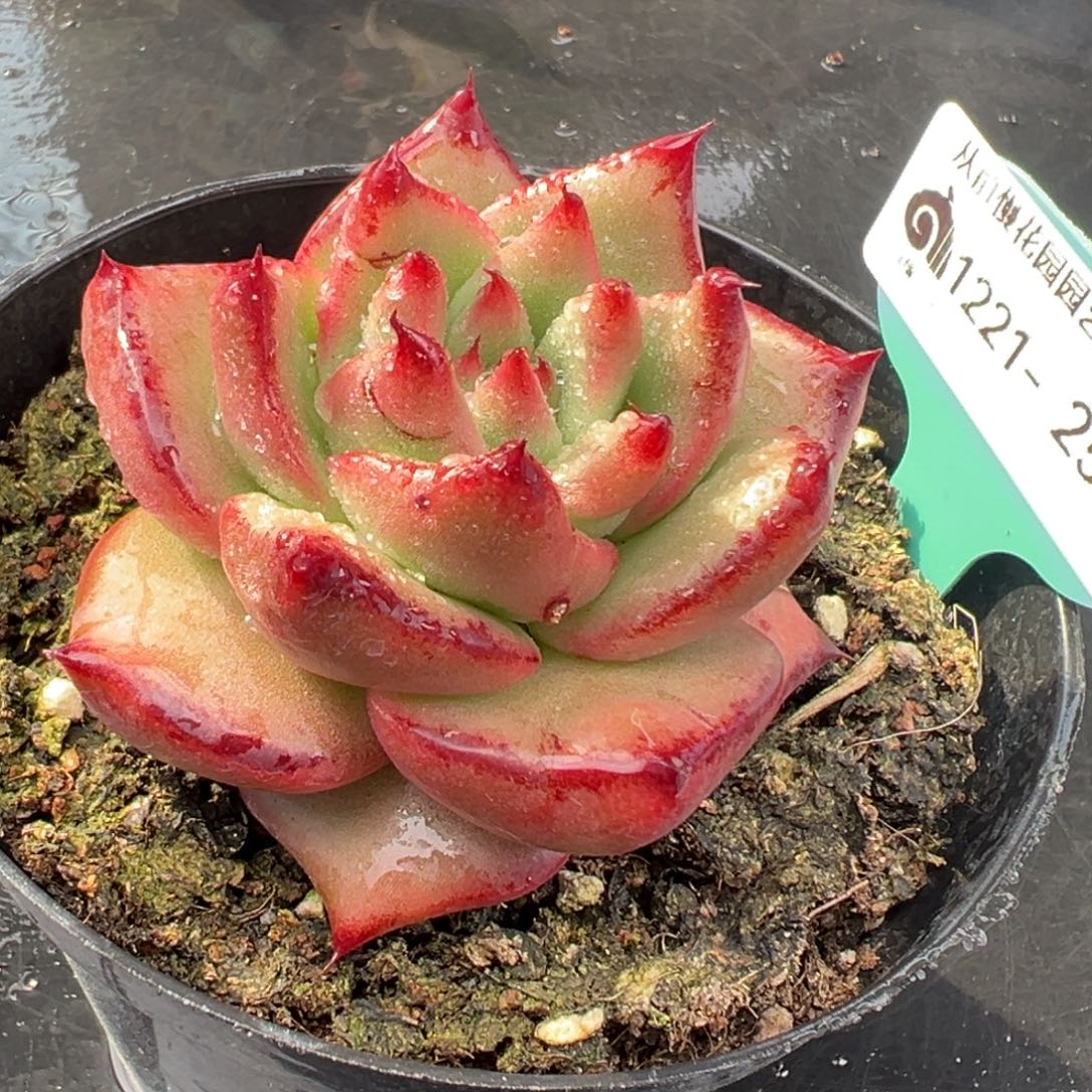 从前慢花园多肉编号1221-256