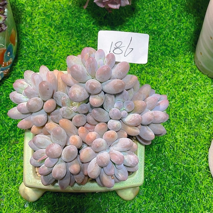 谢谢你的支持00000186