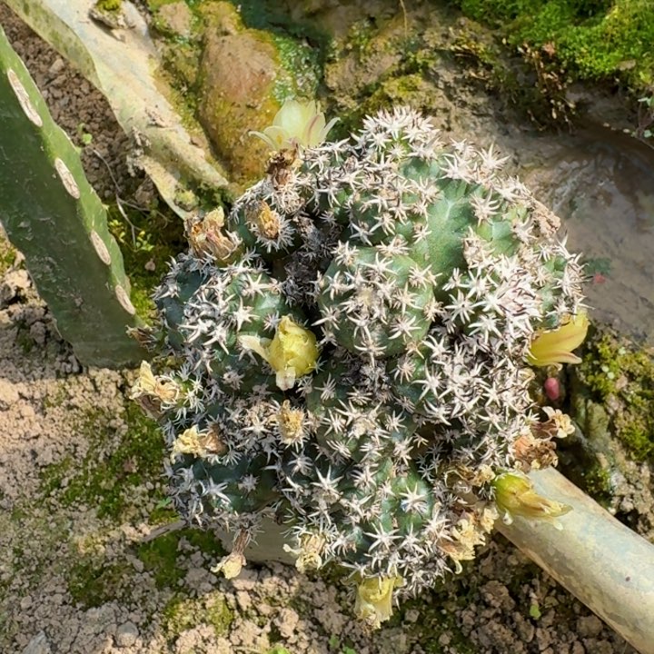 2284短豪刺青花虾仙人球