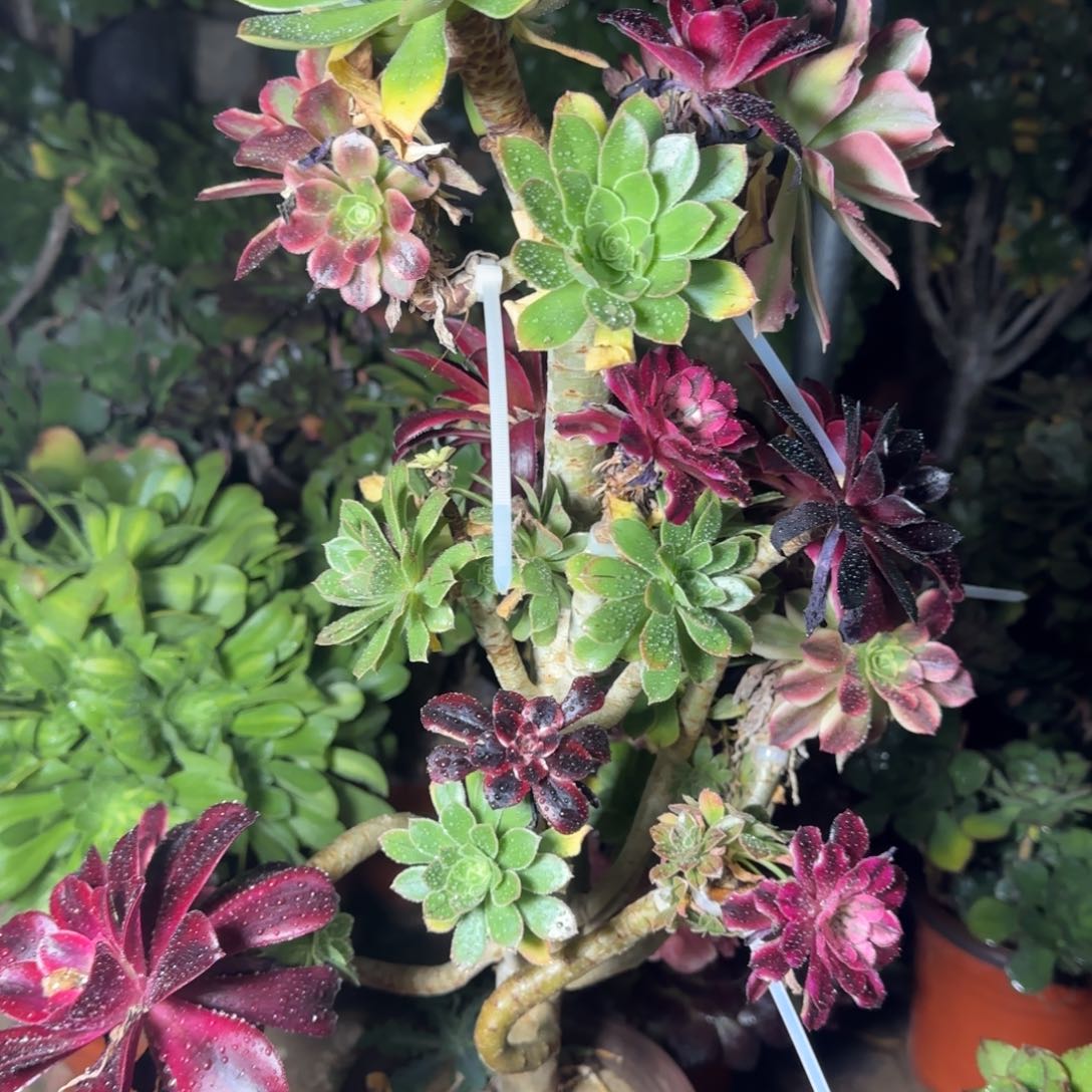 七彩法师嫁接多肉468满28包邮断枝不包