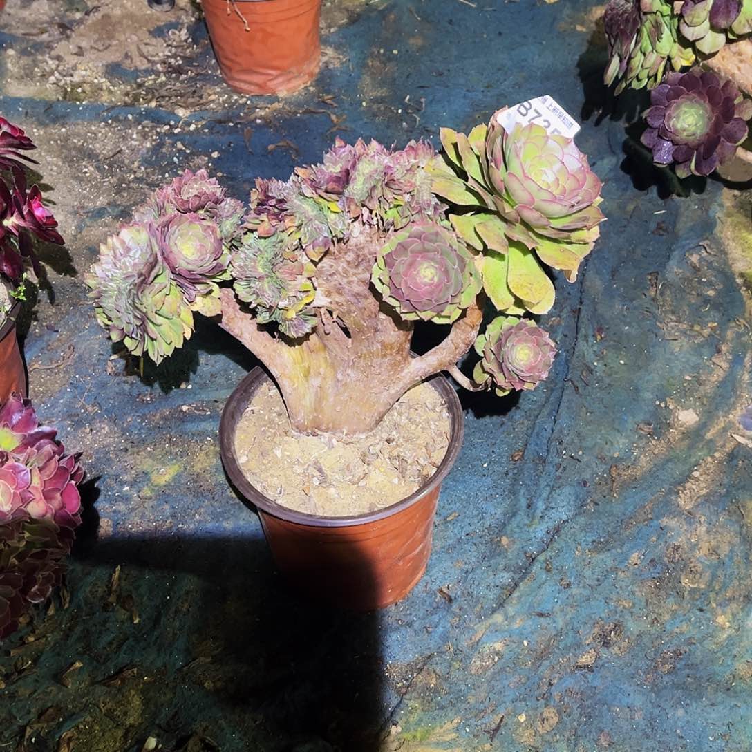 孩*妈多肉735万圣节缀化