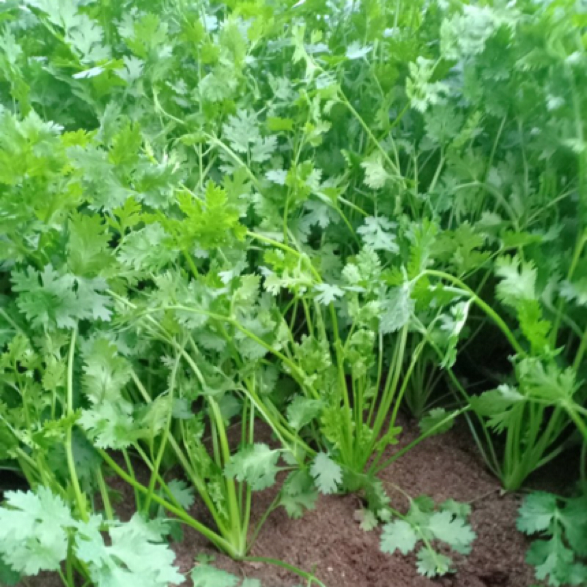 香菜 密云农家大棚新鲜香菜