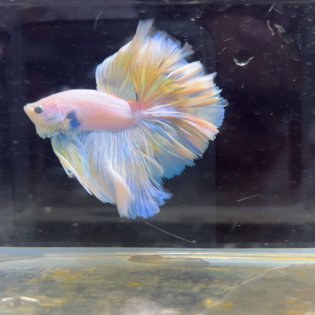 斗鱼浅色特殊尾hhhh
