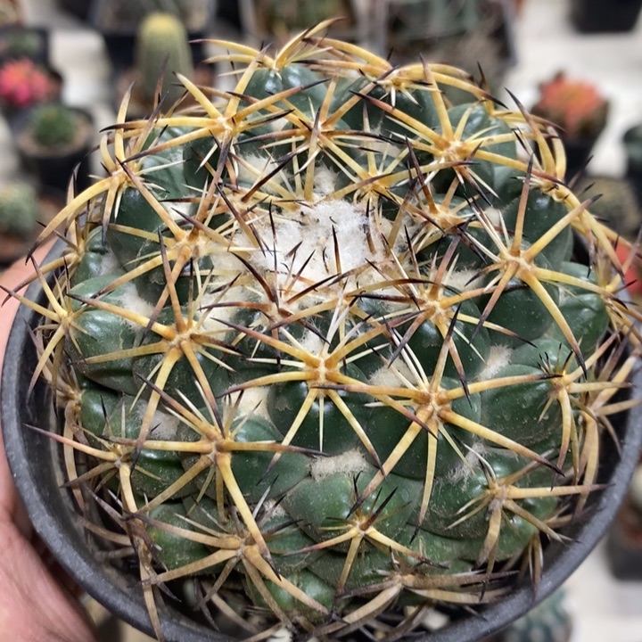 实生大号天丝象牙特价