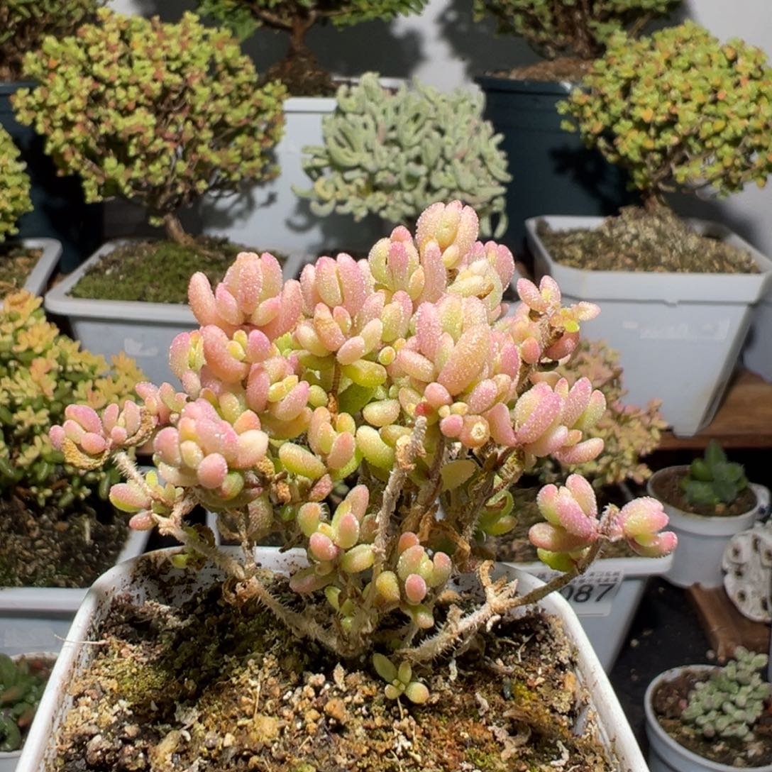 D3104红宝石锦一物一拍