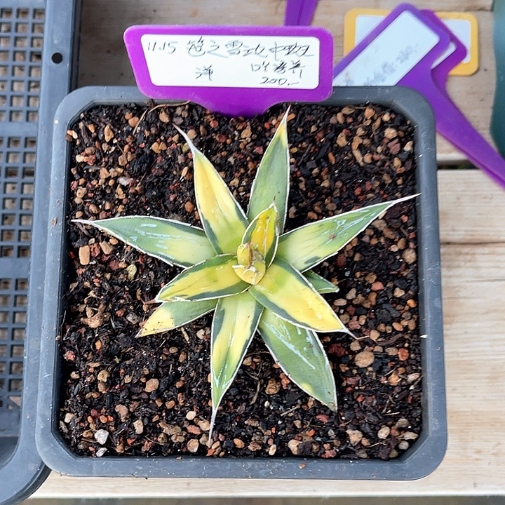 勋哥多肉屉之雪汝中斑