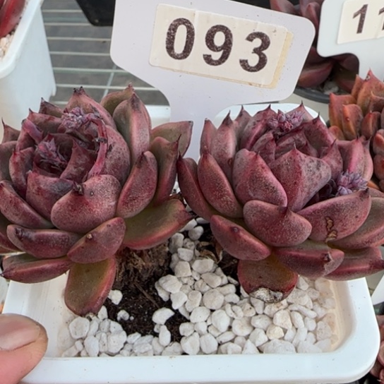 93黑水晶一物一拍多肉