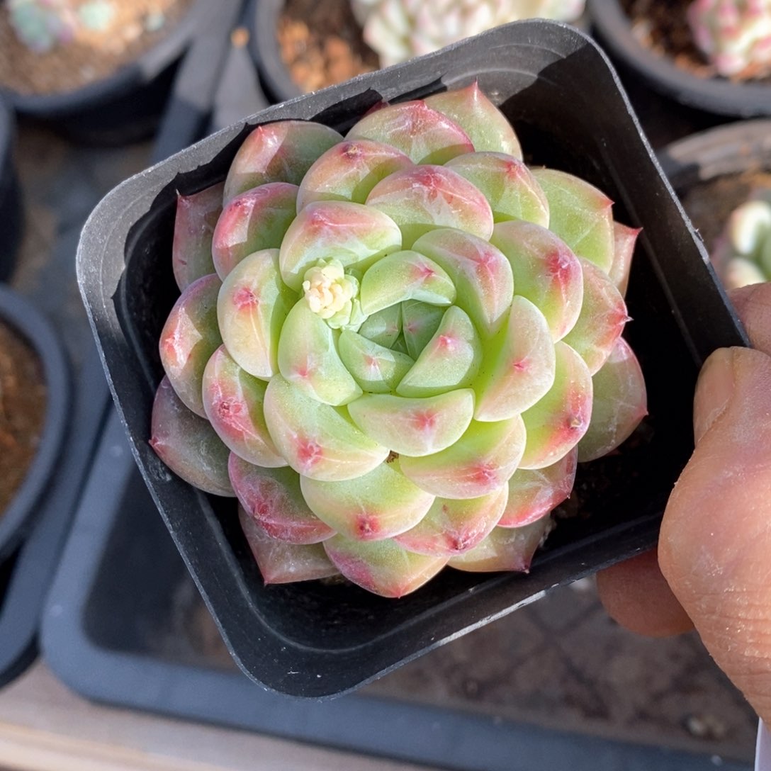 精品多肉一物一拍不包整806