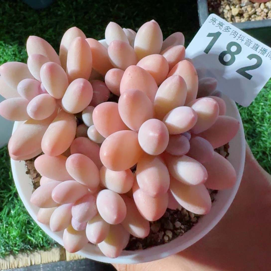 汤圆群生         精品多肉