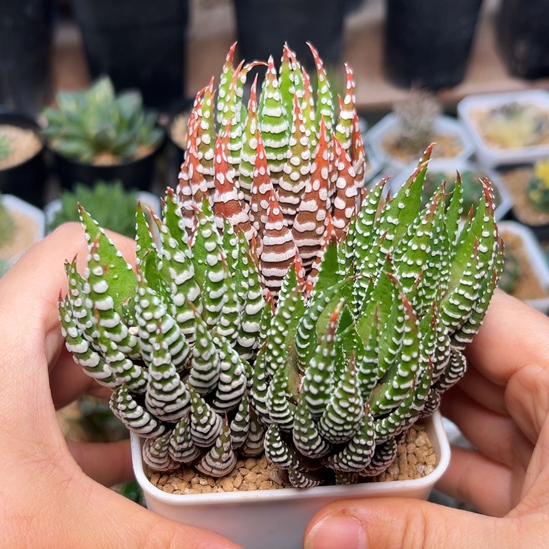 鹰爪母本群脱土发货