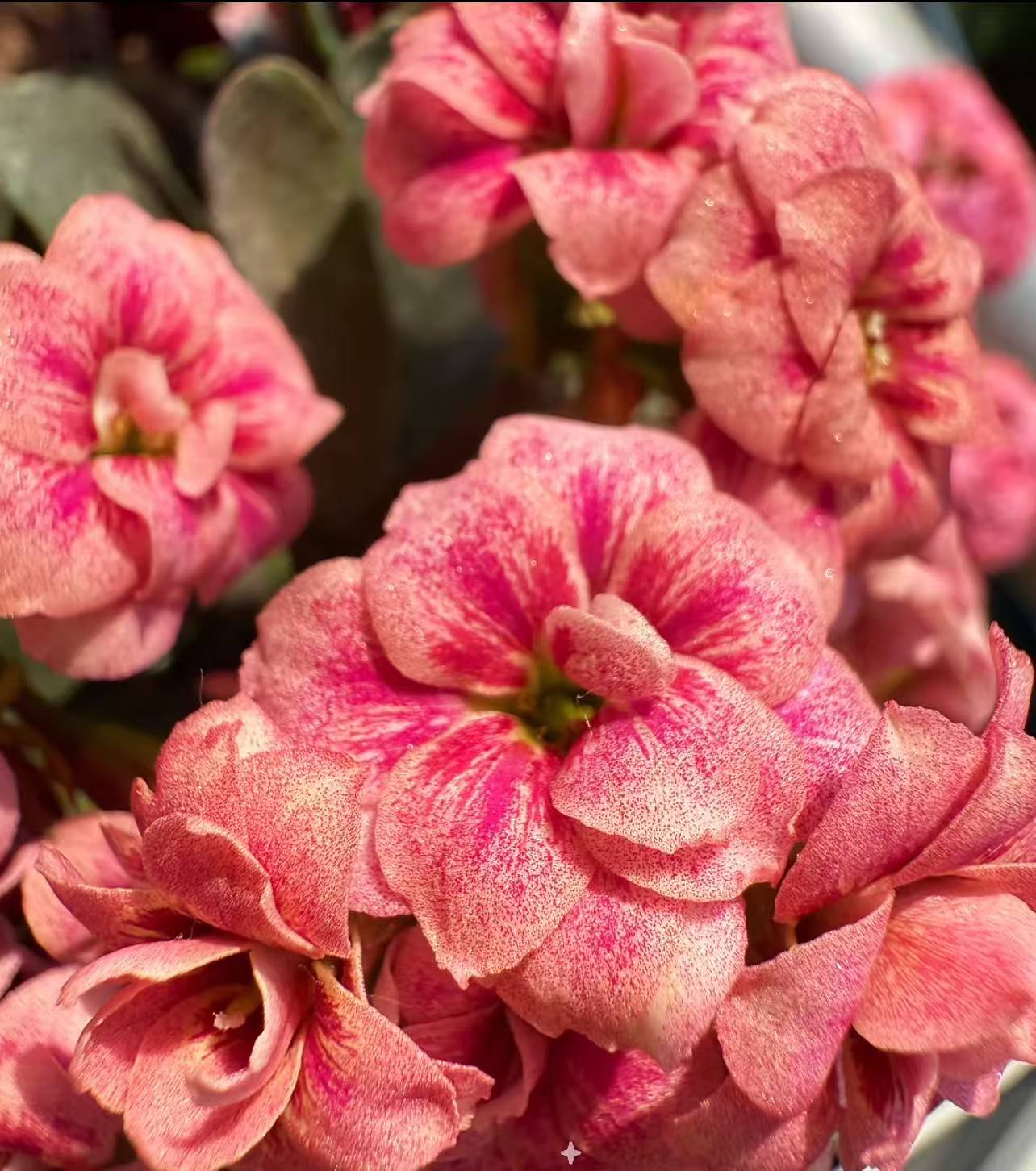 国外测试品【粉白猫眼】110盆重瓣长寿花