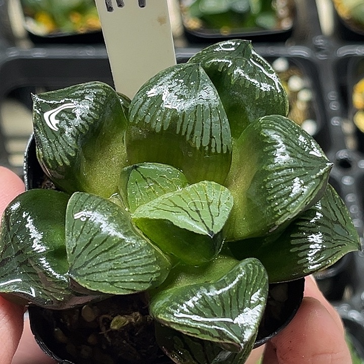 119巨大丸叶超级银龟寿