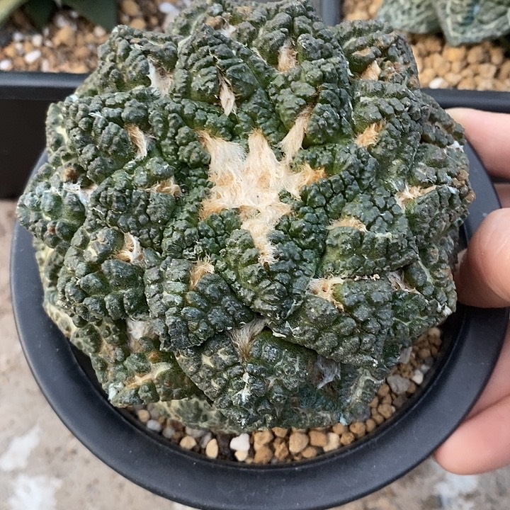 20号自根龟甲牡丹