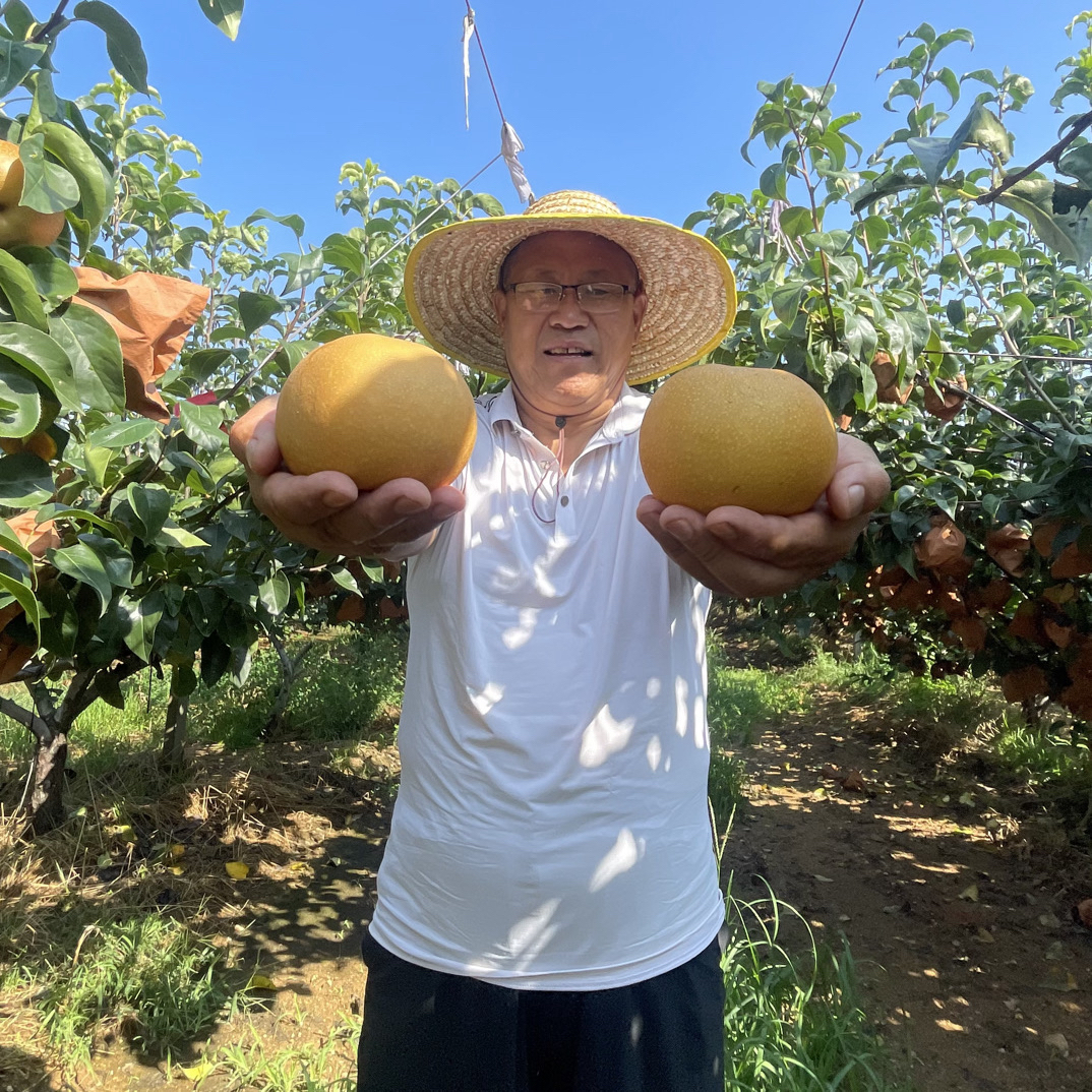 正宗莱阳秋月梨爆甜脆口顺丰包邮