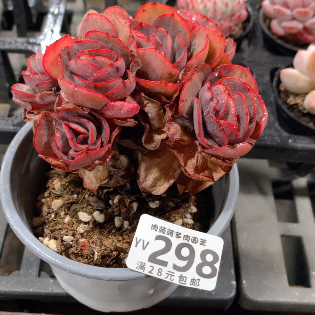 肉萌萌拇指盆精控多肉YV298