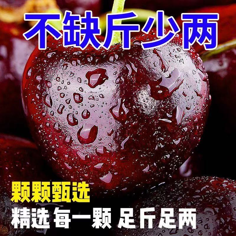 【山东美早大樱桃】  正宗新鲜现摘脆甜爆汁 顺丰空运坏果包赔无忧