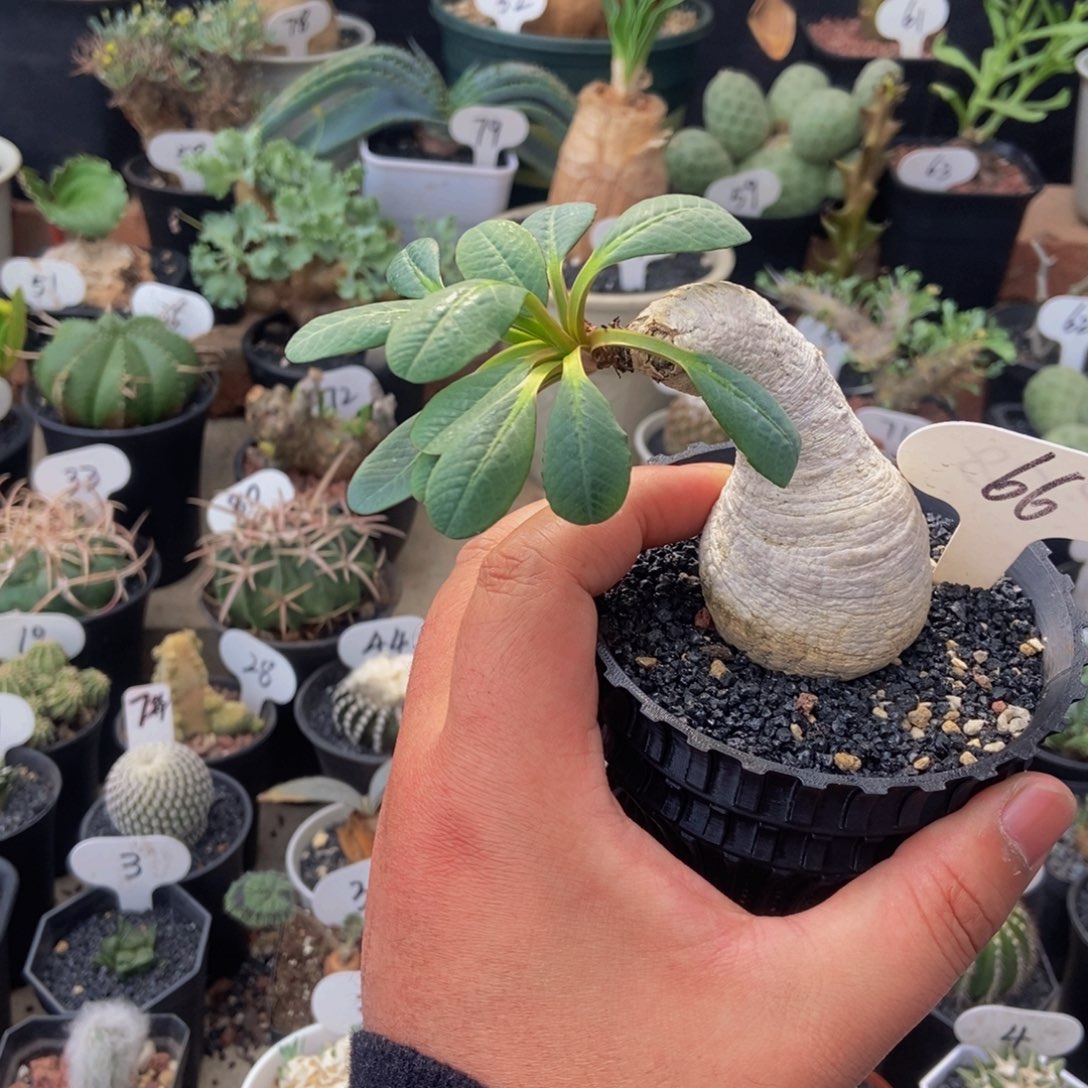 樱花大吉一物一拍