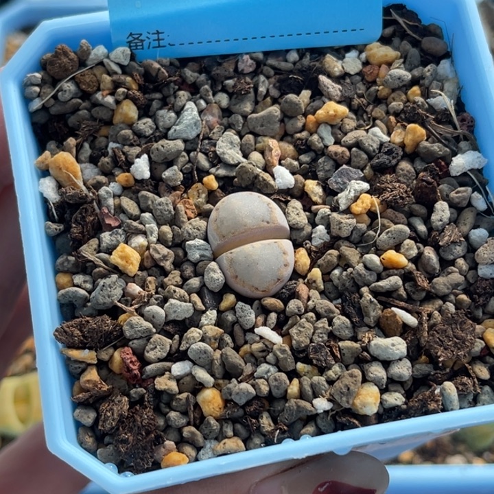 2627蓝底216金边饼干1颗脱土发货