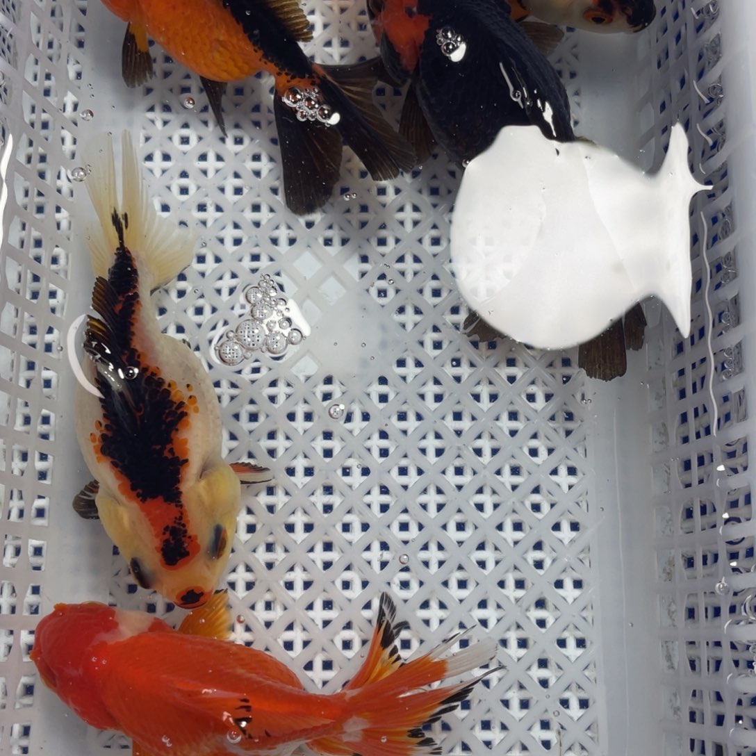 海水鱼花泰狮金鱼21