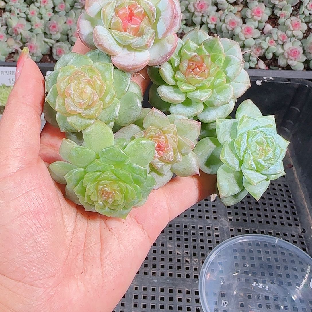 0921---159糖心珍妮