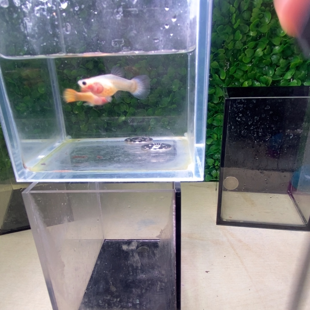 孔雀鱼黄金玻璃猫一对