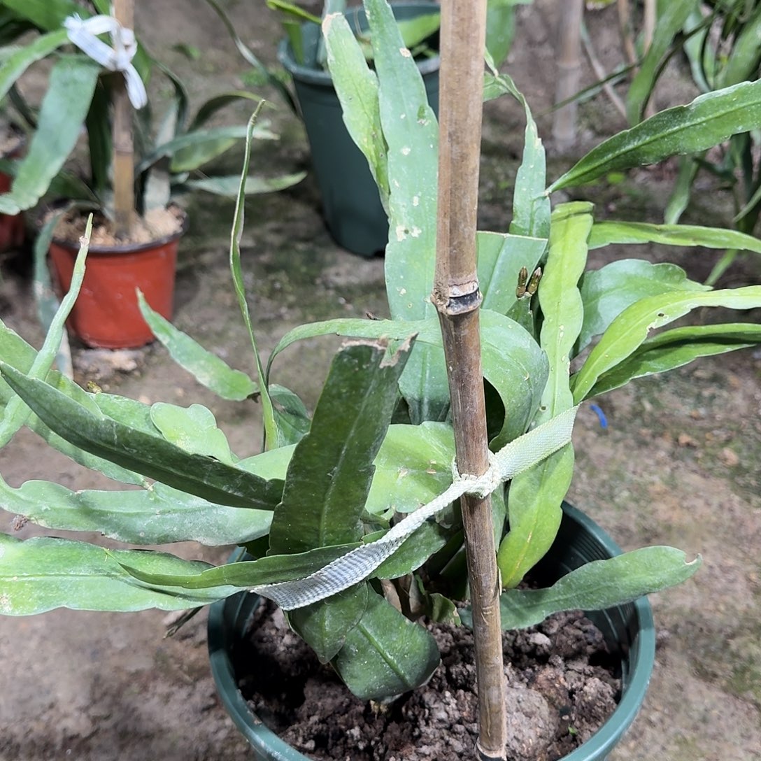 林***云昙花哈哈哈哈哈哈哈哈哈