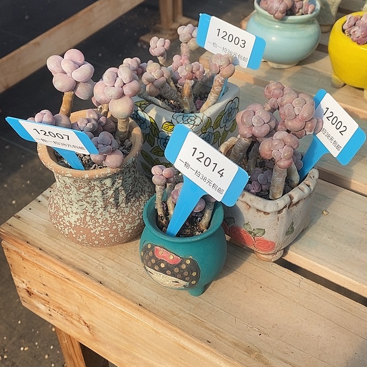 胭脂精品多肉   88888