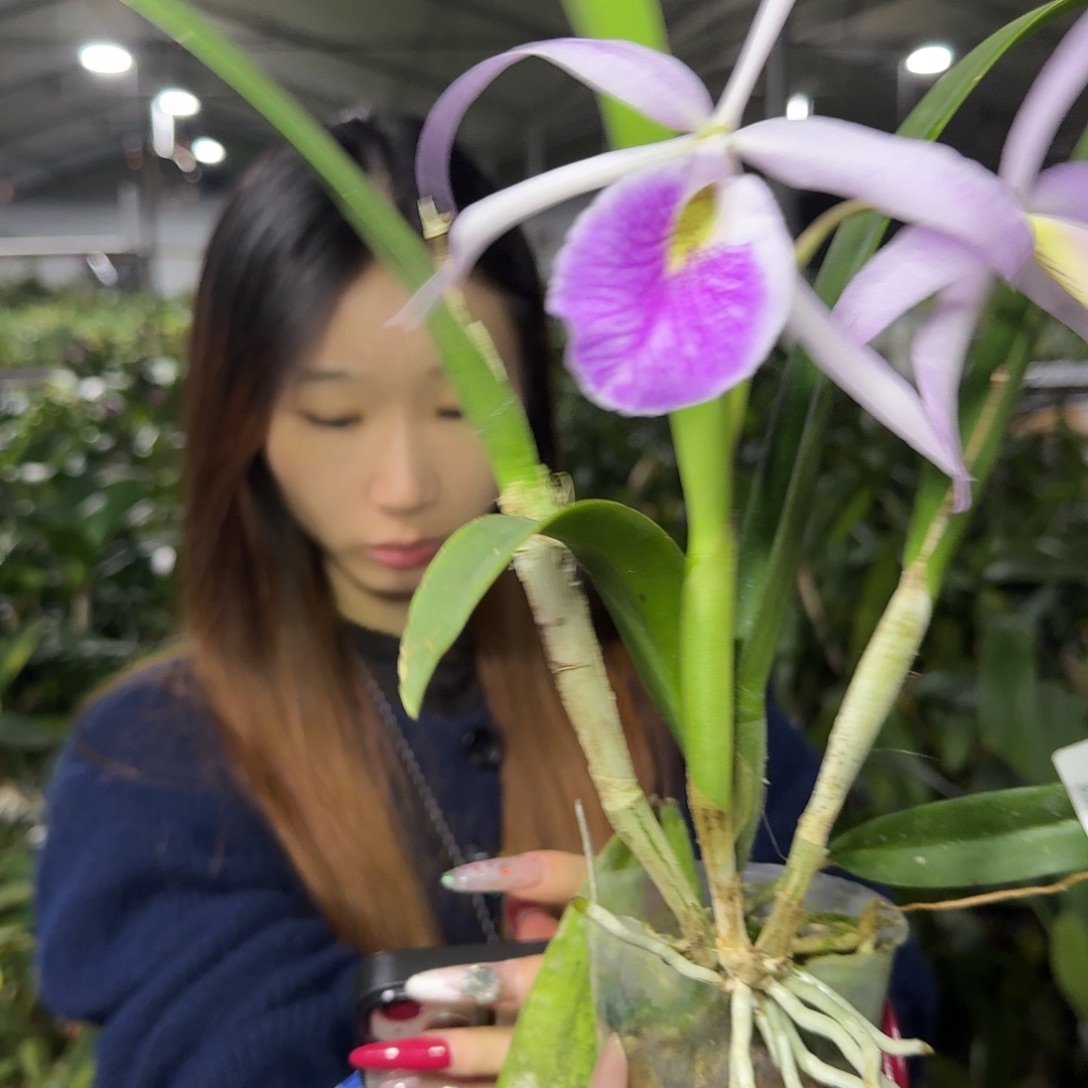 完全开放婆婆白拉索l004