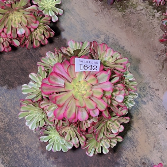 642维纳斯多肉植物