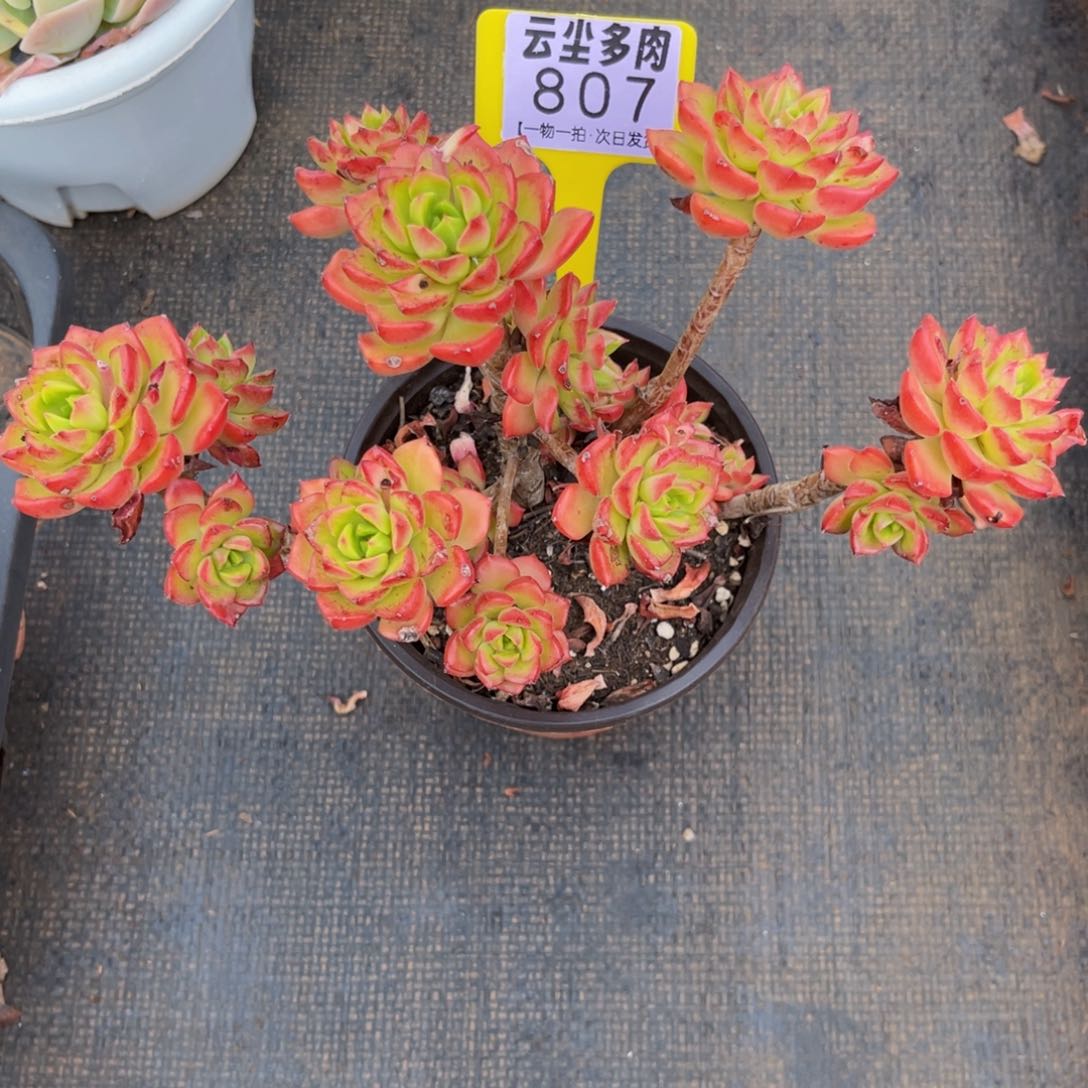 云尘多肉一物一拍807