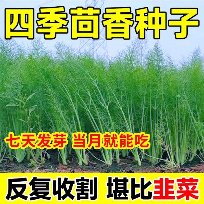 割茬四季小茴香种子种籽回香四季蔬菜种子阳台农家种籽菜籽种