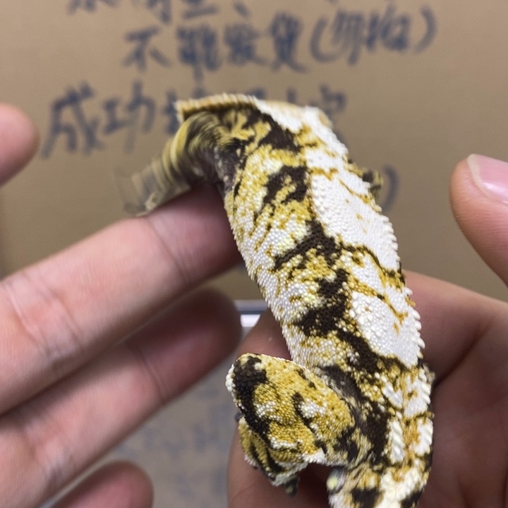 睫角守宫2025.12.1十一