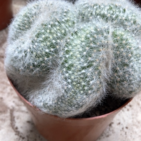 芳香丸缀仙人球25米