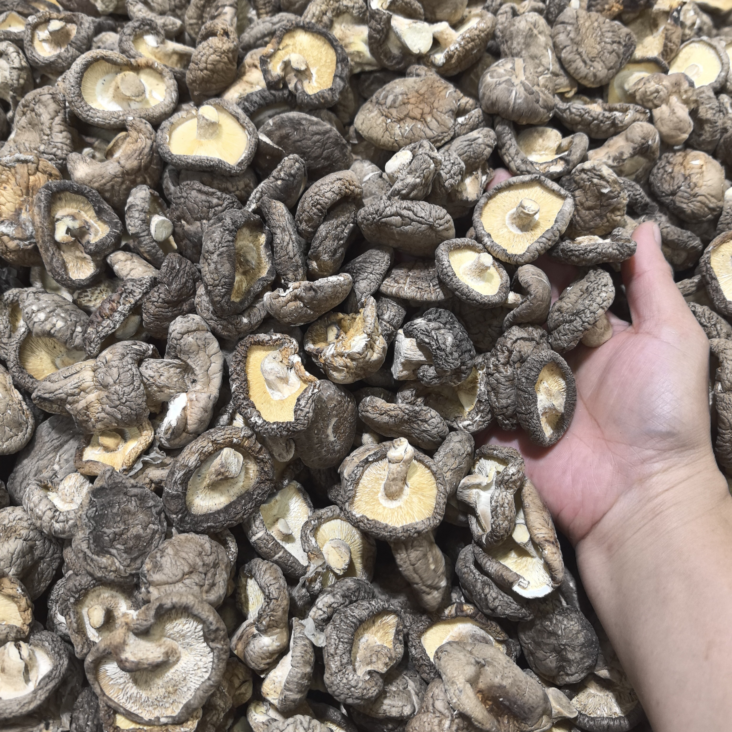 冬菇南北干货鲜鲜