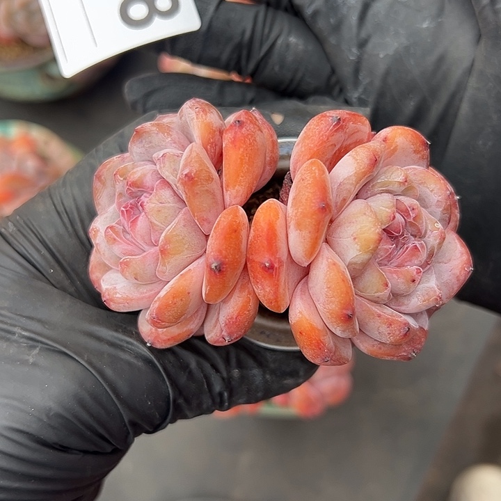 3478，双头星影带盆发的