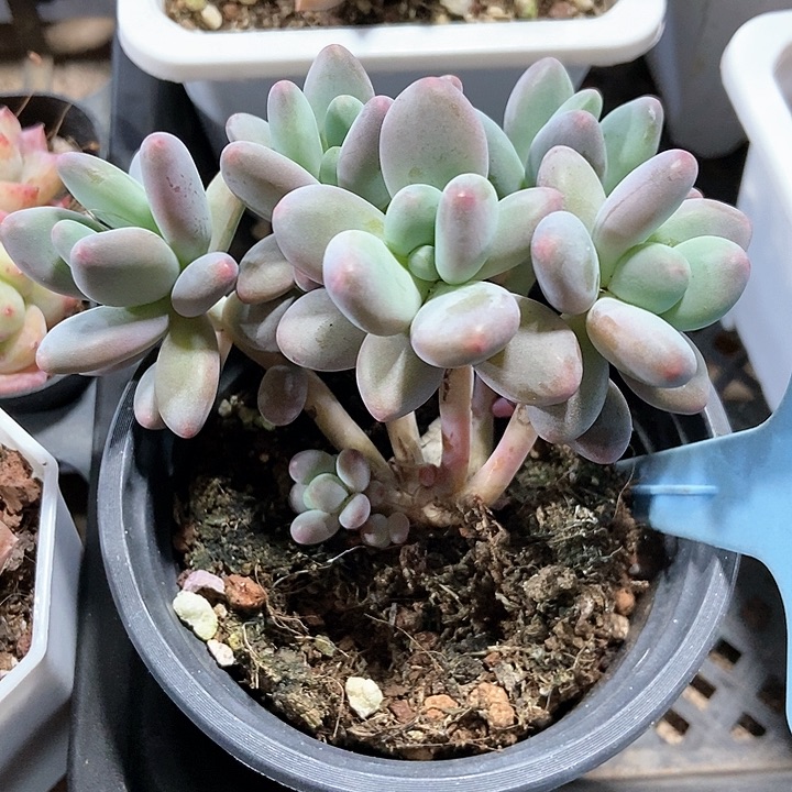 多肉植物苹果奶502