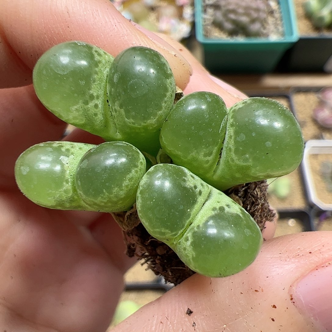 【闪购商品】315 泡泡风铃