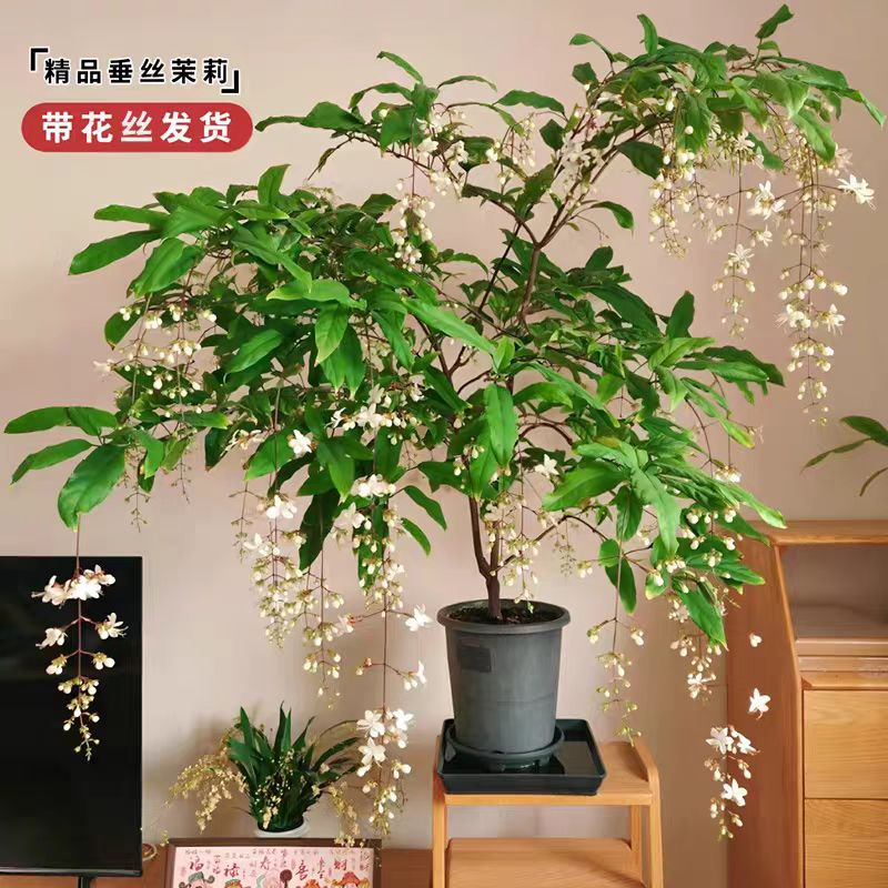 垂丝茉莉盆栽带花苞室内花卉阳台观花植物四季开花好养易活