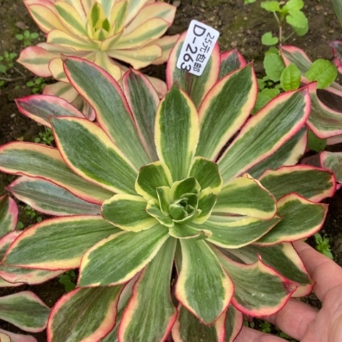 263魅影满25包邮多肉