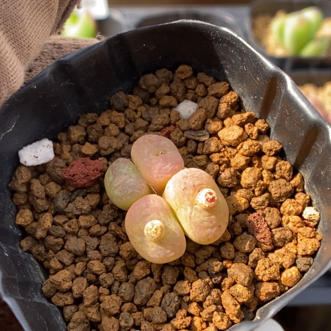 多肉植物肉锥杂交K-109