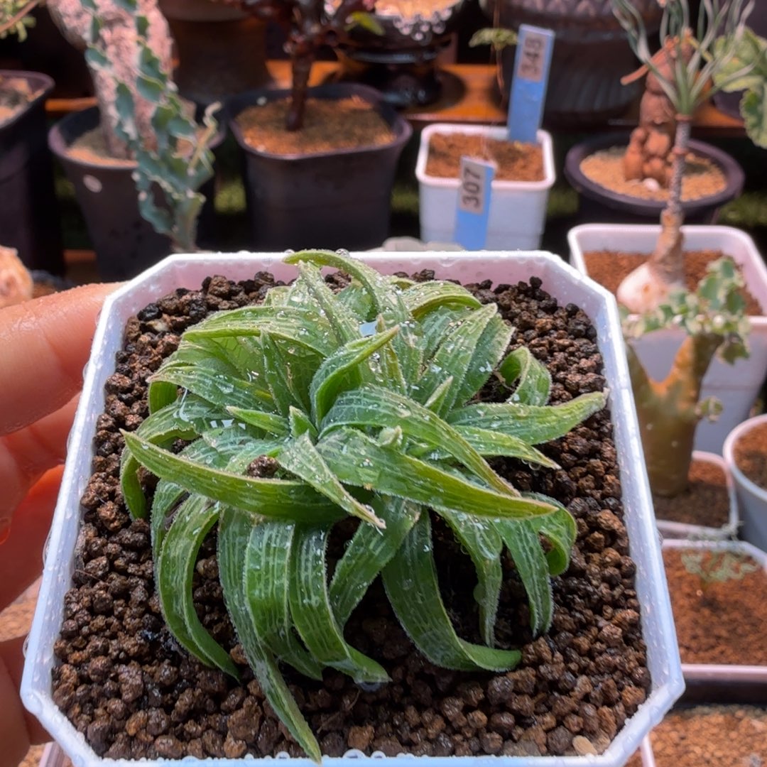 块根寿681 仙人掌